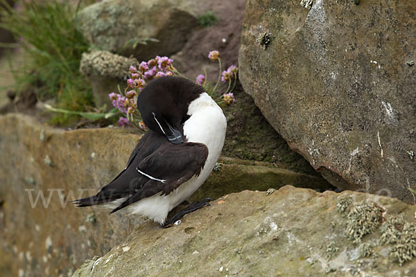 Tordalk (Alca torda)