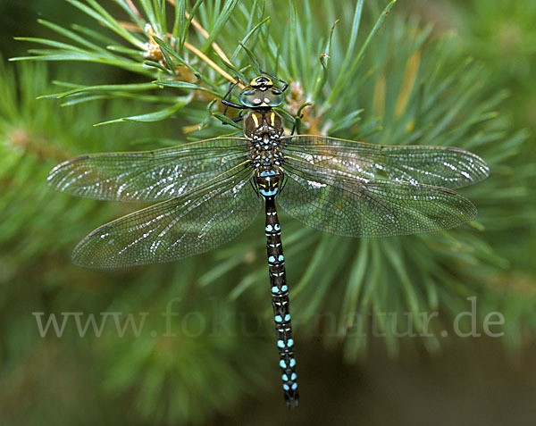 Torf- Mosaikjungfer (Aeshna juncea)