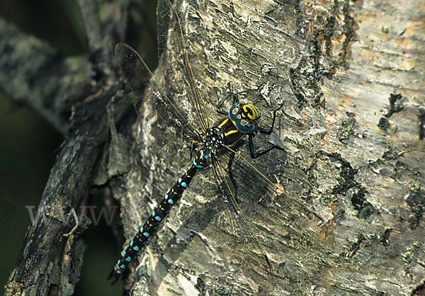 Torf- Mosaikjungfer (Aeshna juncea)