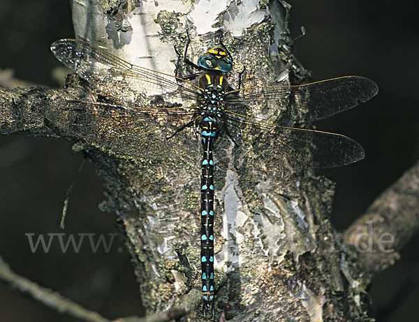 Torf- Mosaikjungfer (Aeshna juncea)