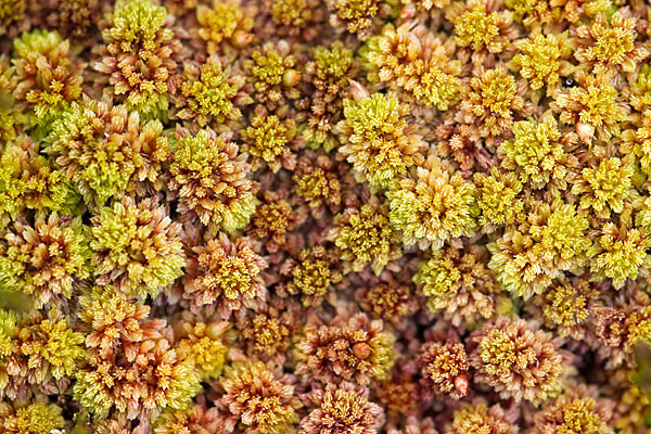 Torfmoos (Sphagnum)