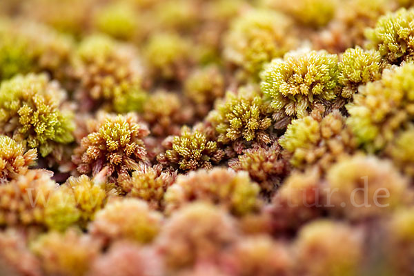 Torfmoos (Sphagnum)