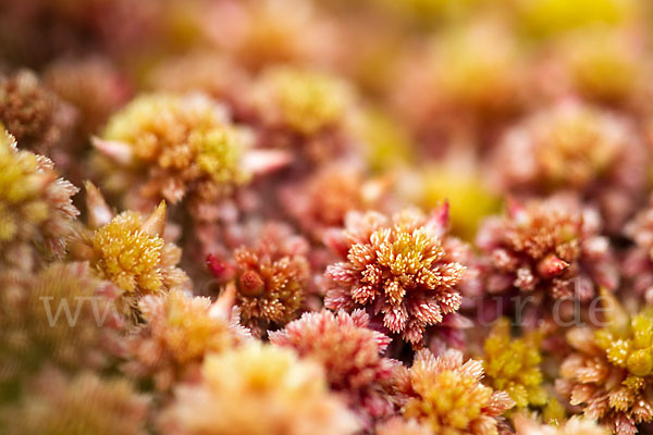 Torfmoos (Sphagnum)