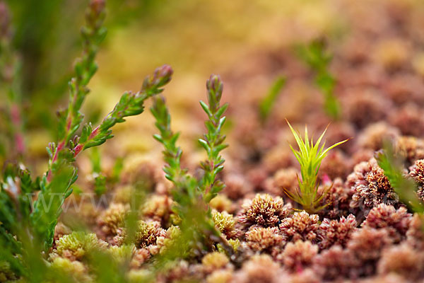 Torfmoos (Sphagnum)