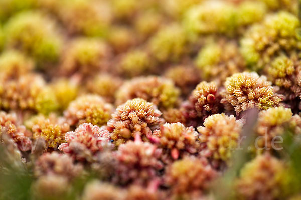 Torfmoos (Sphagnum)