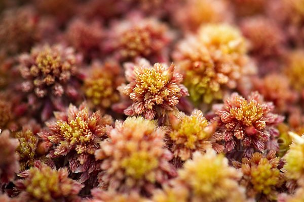 Torfmoos (Sphagnum)