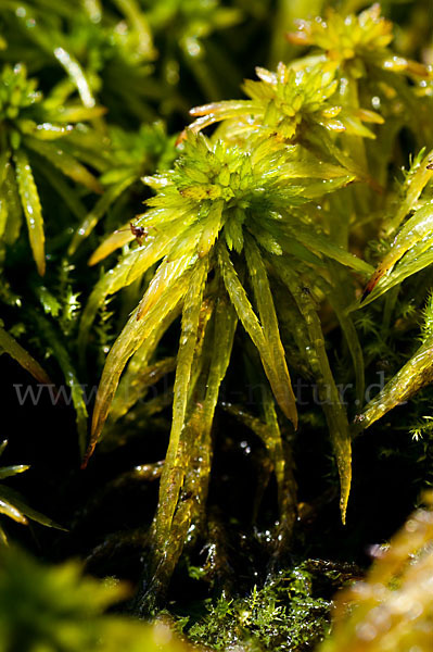 Torfmoos spec. (Sphagnum riparium)