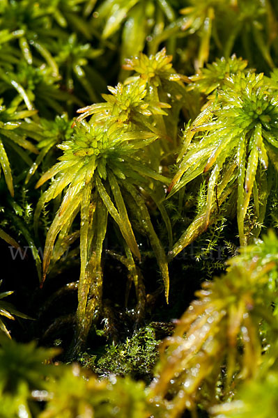 Torfmoos spec. (Sphagnum riparium)