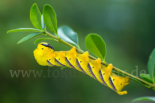 Totenkopfschwärmer (Acherontia atropos)