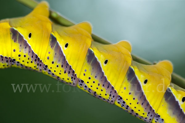 Totenkopfschwärmer (Acherontia atropos)