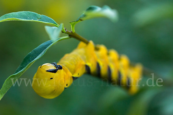 Totenkopfschwärmer (Acherontia atropos)