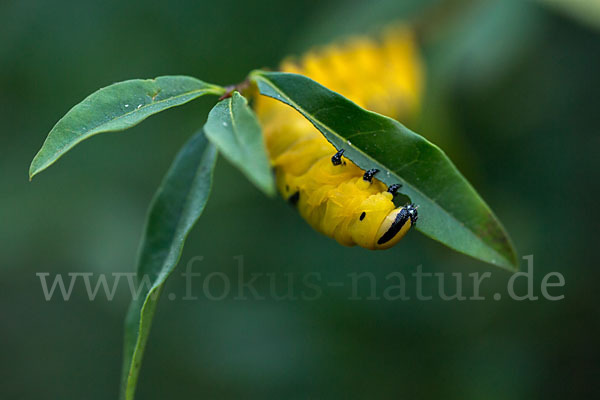 Totenkopfschwärmer (Acherontia atropos)