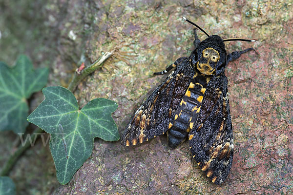 Totenkopfschwärmer (Acherontia atropos)