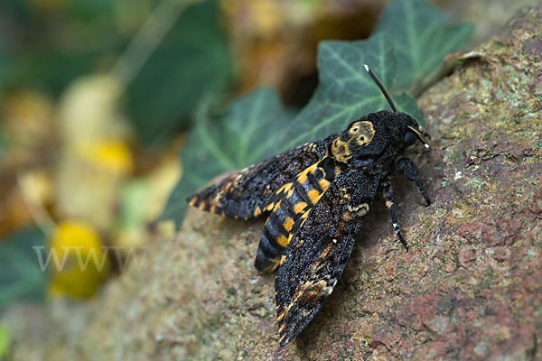 Totenkopfschwärmer (Acherontia atropos)