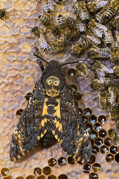 Totenkopfschwärmer (Acherontia atropos)