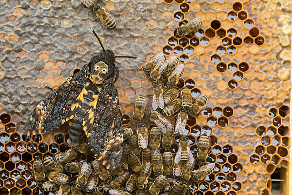 Totenkopfschwärmer (Acherontia atropos)