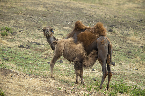 Trampeltier (Camelus ferus)