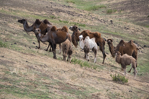 Trampeltier (Camelus ferus)