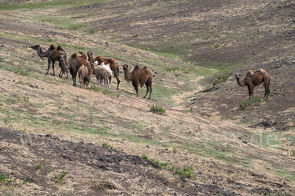 Trampeltier (Camelus ferus)