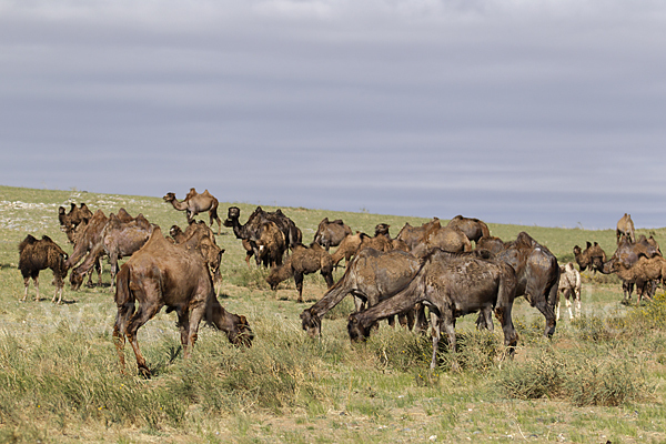 Trampeltier (Camelus ferus)