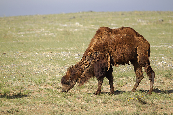 Trampeltier (Camelus ferus)