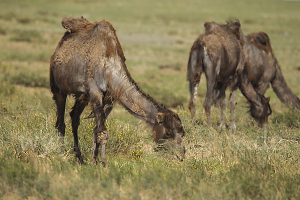 Trampeltier (Camelus ferus)