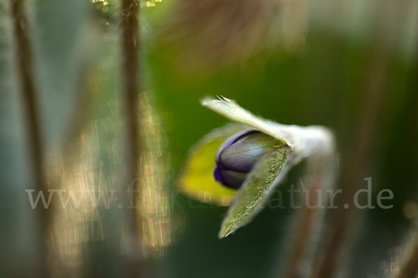 Transsylvanisches Leberblümchen (Hepatica transsylvanica)