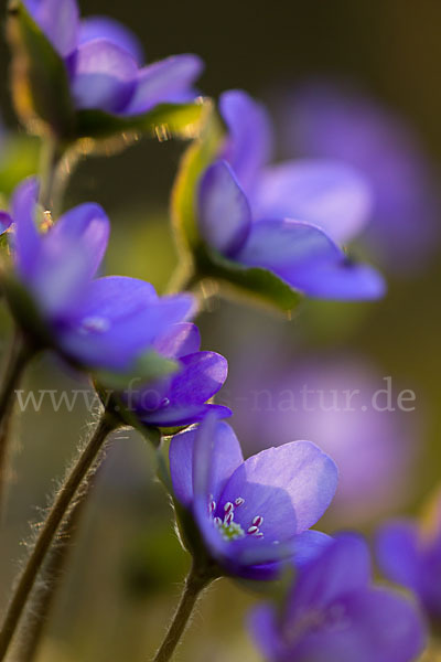 Transsylvanisches Leberblümchen (Hepatica transsylvanica)