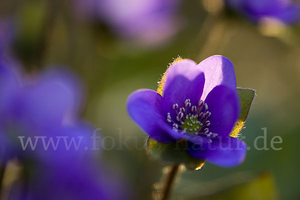 Transsylvanisches Leberblümchen (Hepatica transsylvanica)