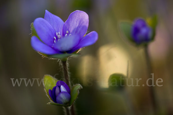 Transsylvanisches Leberblümchen (Hepatica transsylvanica)