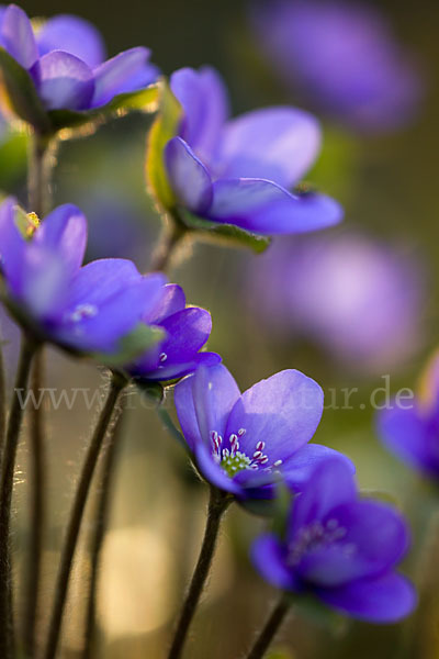 Transsylvanisches Leberblümchen (Hepatica transsylvanica)