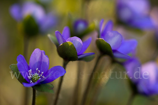 Transsylvanisches Leberblümchen (Hepatica transsylvanica)