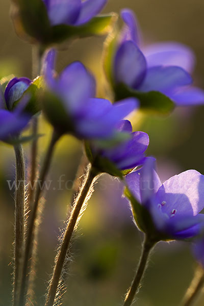 Transsylvanisches Leberblümchen (Hepatica transsylvanica)