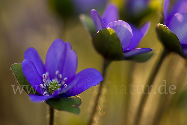 Transsylvanisches Leberblümchen (Hepatica transsylvanica)