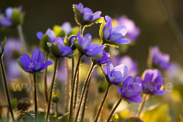 Transsylvanisches Leberblümchen (Hepatica transsylvanica)