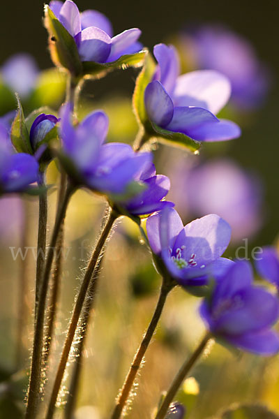 Transsylvanisches Leberblümchen (Hepatica transsylvanica)