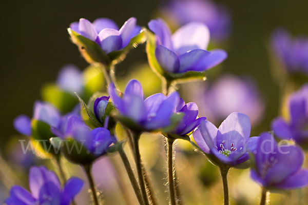 Transsylvanisches Leberblümchen (Hepatica transsylvanica)