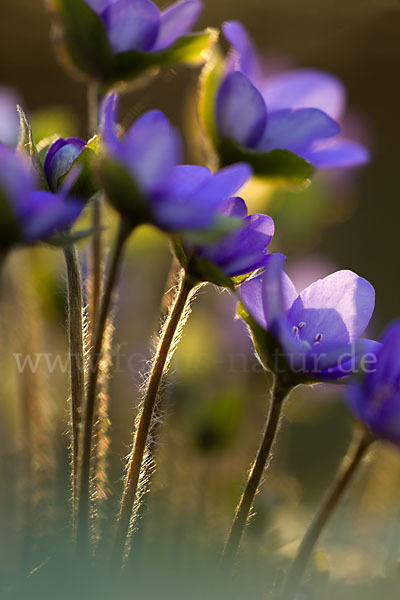 Transsylvanisches Leberblümchen (Hepatica transsylvanica)