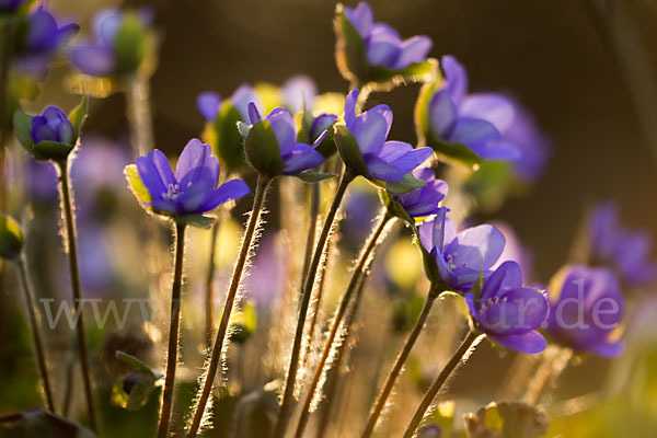 Transsylvanisches Leberblümchen (Hepatica transsylvanica)