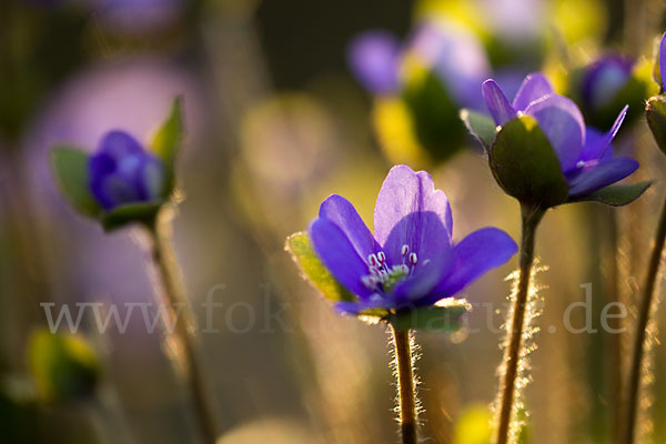 Transsylvanisches Leberblümchen (Hepatica transsylvanica)