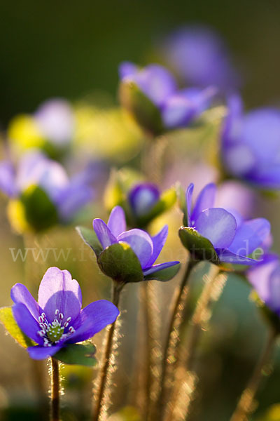 Transsylvanisches Leberblümchen (Hepatica transsylvanica)