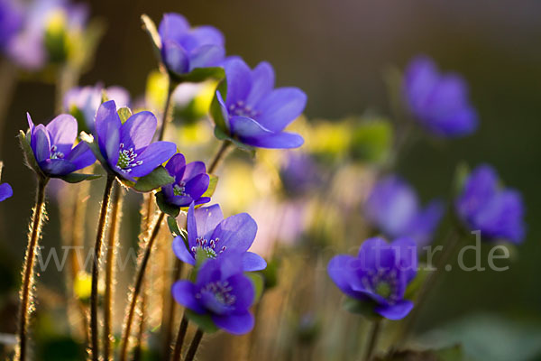 Transsylvanisches Leberblümchen (Hepatica transsylvanica)