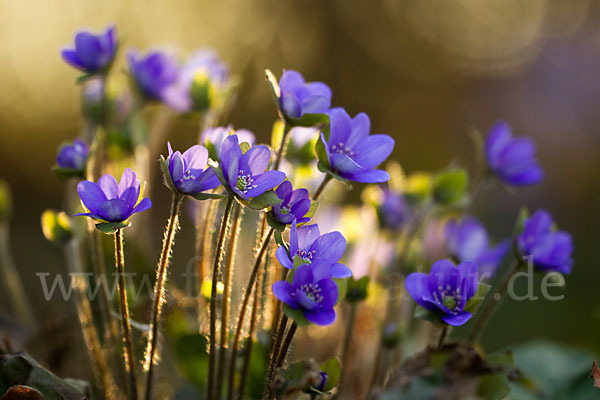 Transsylvanisches Leberblümchen (Hepatica transsylvanica)