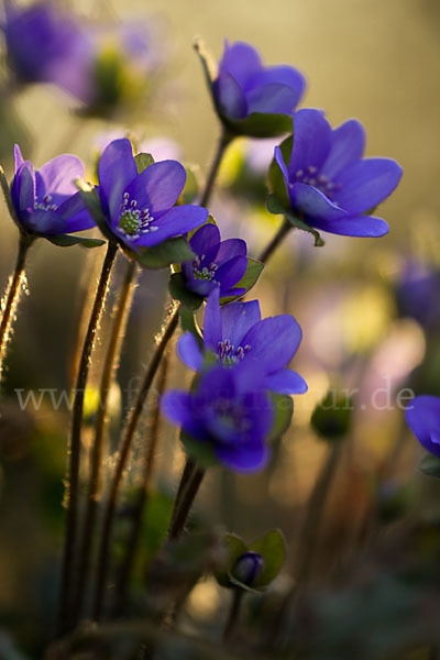 Transsylvanisches Leberblümchen (Hepatica transsylvanica)