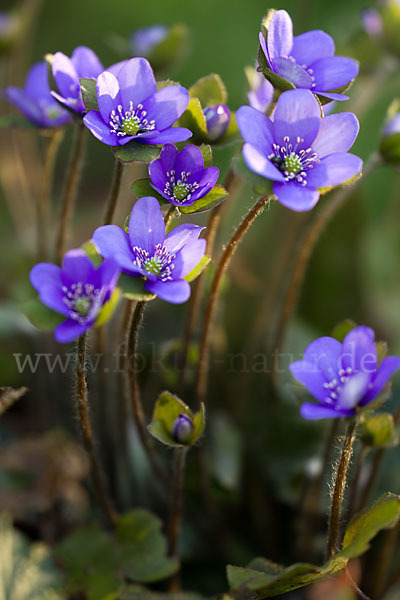 Transsylvanisches Leberblümchen (Hepatica transsylvanica)