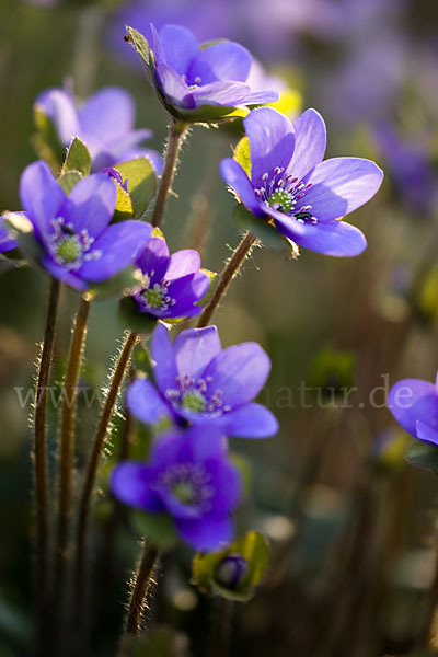 Transsylvanisches Leberblümchen (Hepatica transsylvanica)