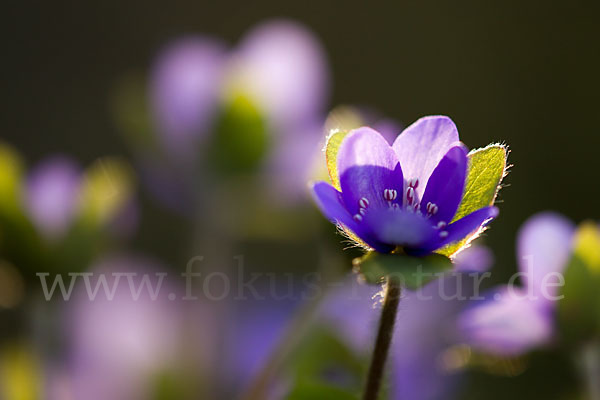 Transsylvanisches Leberblümchen (Hepatica transsylvanica)