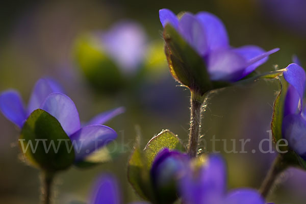 Transsylvanisches Leberblümchen (Hepatica transsylvanica)