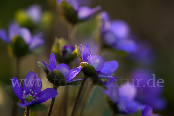 Transsylvanisches Leberblümchen (Hepatica transsylvanica)