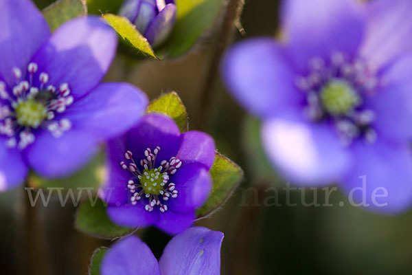 Transsylvanisches Leberblümchen (Hepatica transsylvanica)